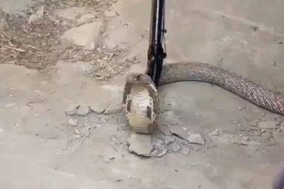 Bihar Teacher, Demolishing His House, Discovers 5 Cobras In Bedroom