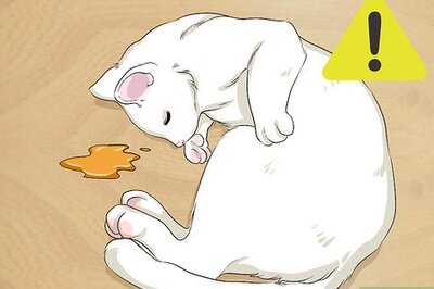 How to Get Motor Oil Off a Cat