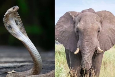 Viral Video: Can A King Cobra's Venom Really Take Down An Elephant?