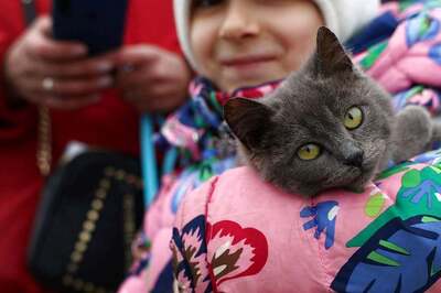 'No More Cats from Russia', as 'United Nations' of Felines Imposes Sanctions Amid War in Ukraine
