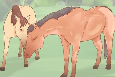 How to Check a Mare for Pregnancy