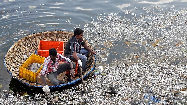 Predatory Foreign Fish Killing Native Species in Bengaluru Lakes
