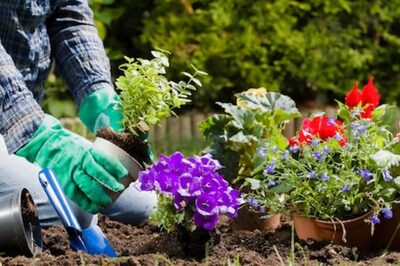 7-km-long Green Belt in Greater Noida West to Have Amaltas and Gulmohar