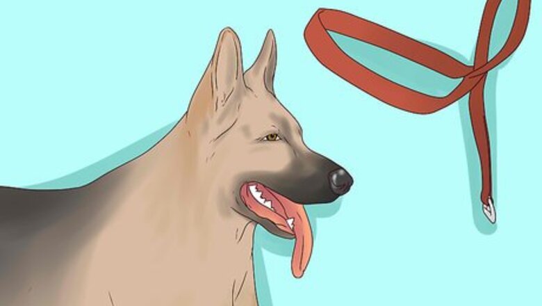 How to Use a Halter Collar on a Dog