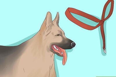How to Use a Halter Collar on a Dog