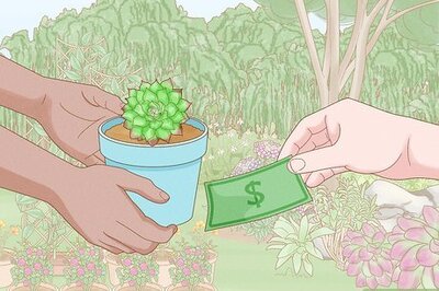 How to Plant Hens and Chicks