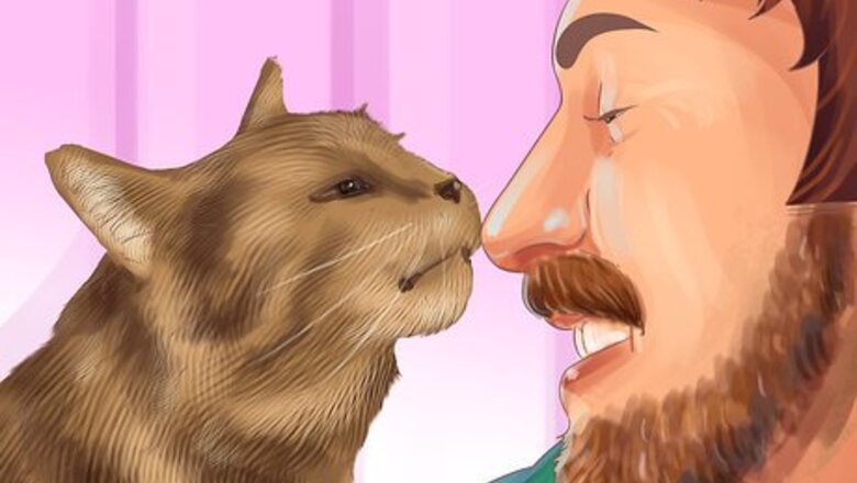 How to Diagnose and Treat Periodontitis in Cats