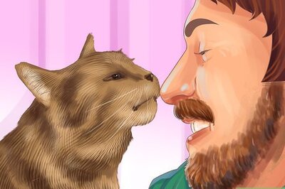 How to Diagnose and Treat Periodontitis in Cats