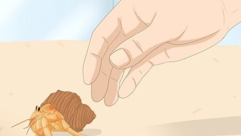 How to Hold a Hermit Crab