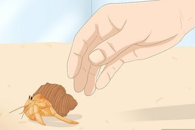How to Hold a Hermit Crab