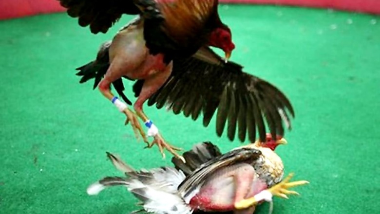 SC Refuses to Pass Fresh Order to Stop Cockfights in Andhra