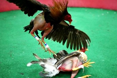 SC Refuses to Pass Fresh Order to Stop Cockfights in Andhra