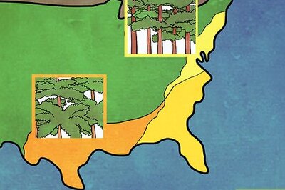 How to Tell the Difference Between a Loblolly and Longleaf Pine