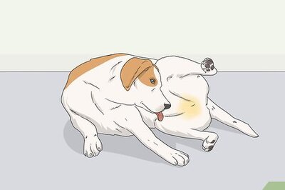 How to Express a Paralyzed Dog's Bladder