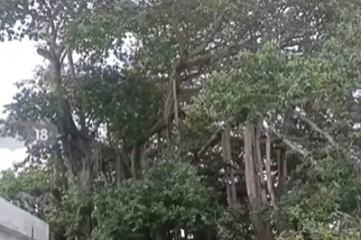 In Srikakulam, Banyan Tree Planted By Mahatma Gandhi In 1942 Still Thrives