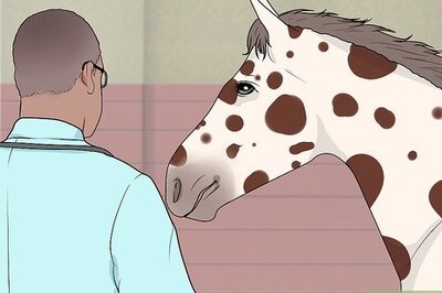 How to Find and Train a Barrel Horse