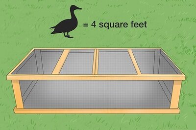 How to Train Pet Ducks