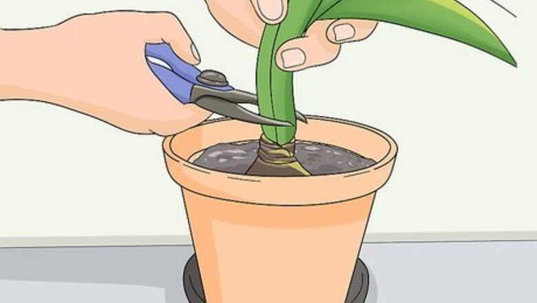 How to Store Amaryllis Bulbs