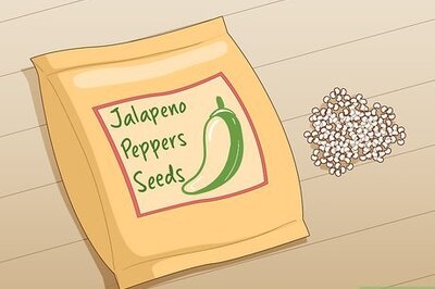 How to Grow Jalapeno Peppers