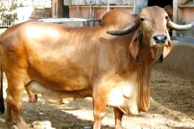 Gir Cow Urine Has Traces of Gold, Claim Scientists