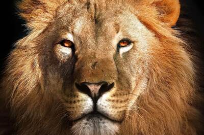 World Lion Day 2021: History and Significance