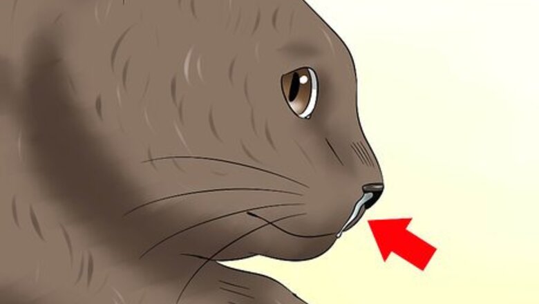 How to Diagnose Feline Upper Respiratory Illness