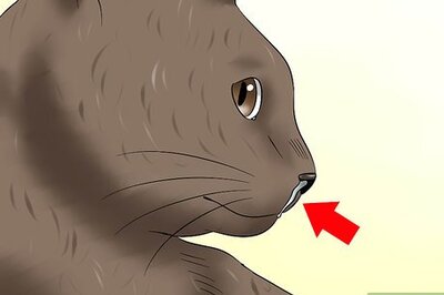 How to Diagnose Feline Upper Respiratory Illness