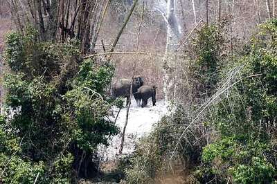 Nagarhole Tiger Reserve smoulders, but who cares?