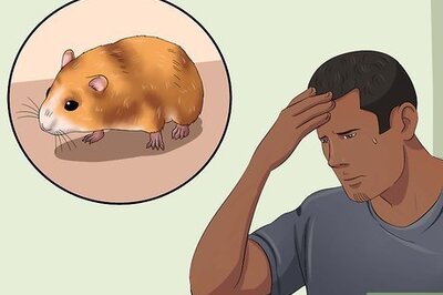 How to Catch a Runaway Hamster
