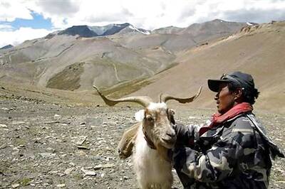 J&K: Pashmina goats perishing in heavy snow