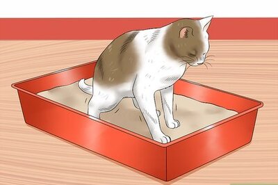 How to Give a Cat an Enema at Home