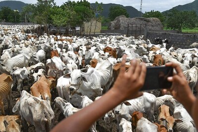 UP's Gaushalas Among Best Practices for Prisons Reform, Other States Should Follow: House Panel