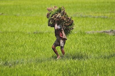 Agriculture Exports Rise by 43.4 percent in April-Sept Period, Says Govt