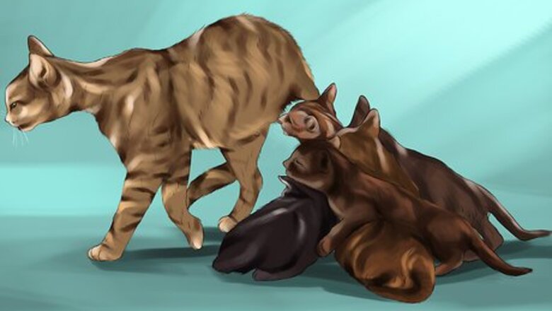 How to Identify and Treat Eclampsia in Cats