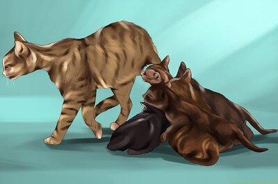 How to Identify and Treat Eclampsia in Cats