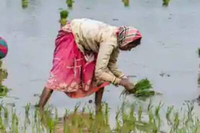 Centre to Procure 6 lakh MT More Paddy from Telangana After Big Tussle