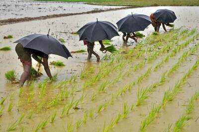 Summer Crop Planting Down Nearly 7% as India Receives Below Average Monsoon Rains: Report
