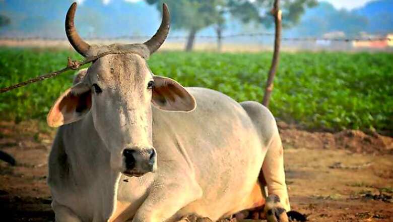 Cow bites country made bomb while grazing, dies