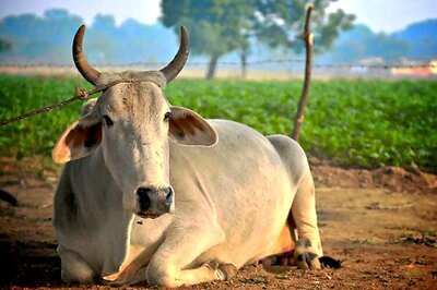 Cow bites country made bomb while grazing, dies