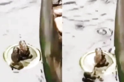 Funny Video Of Frog Pushing Another One From A Floating Bottle Cap Goes Viral