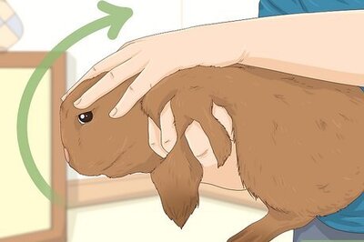 How to Accurately Sex a Rabbit