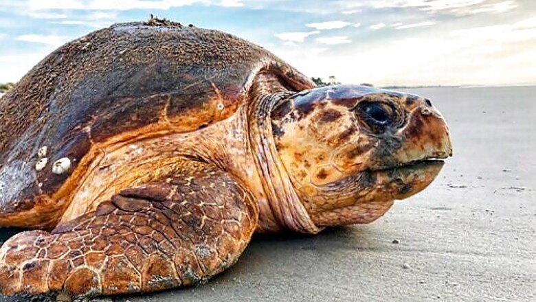 Judge Halts Georgia Dredging Plan Over Threat To Sea Turtles