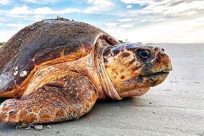 Judge Halts Georgia Dredging Plan Over Threat To Sea Turtles