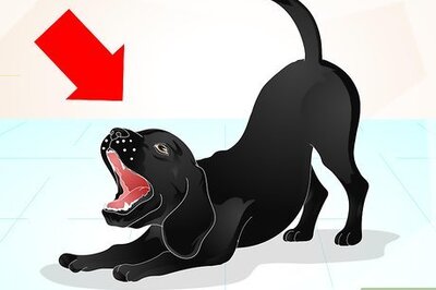 How to Train a Naughty Labrador