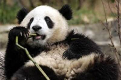 'Porn' fails to teach panda to mate