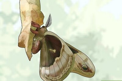 What's the Meaning Behind a Moth Tattoo?