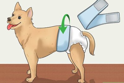 How to Keep Diapers on a Dog