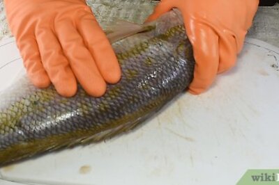 How to Fillet a Snapper