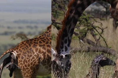 Video Of Baby Giraffe Taking Its First Step Soon After Birth Is Incredible