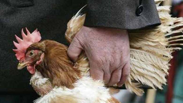 China: 'Death toll from new bird flu rises to 36'
